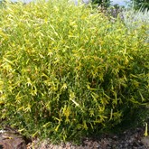 Yellow Pineleaf Penstemon